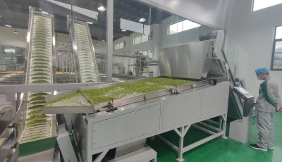 毛尖茶生产线